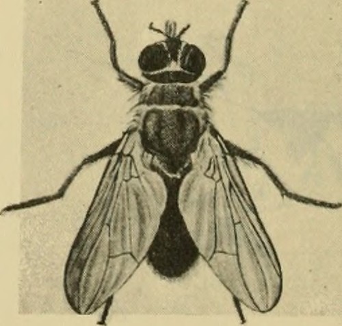 end of lease pest control gold coast